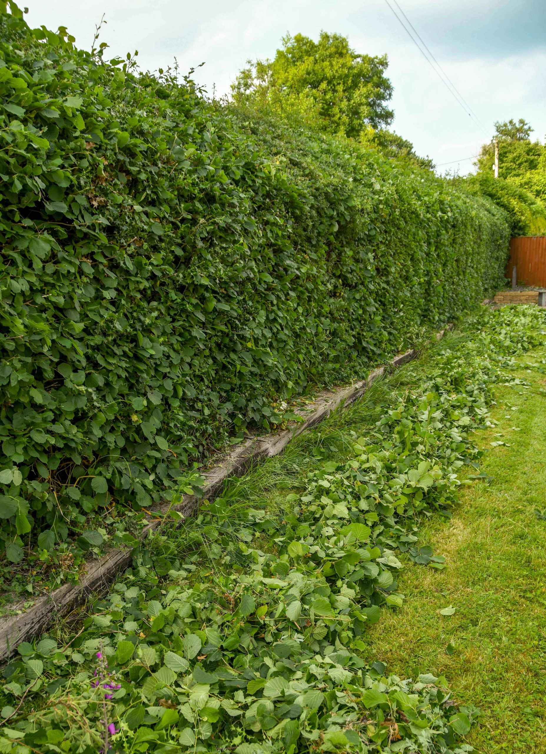 Garden Maintenance Mortlake SW14